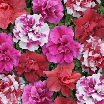Petunia - Telt virágú petúnia mix