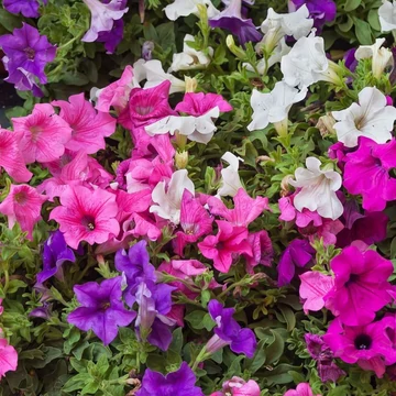 Petunia - Petúnia mix