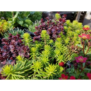 Sedum - Varjúháj Mix