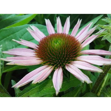 Echinacea purpurea - Bíbor kasvirág