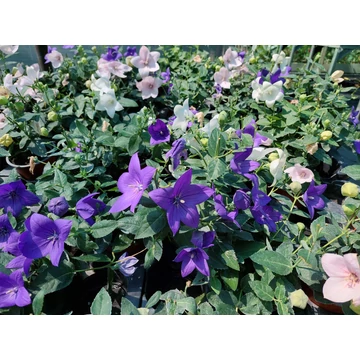Platycodon grandiflorus - Léggömbvirág