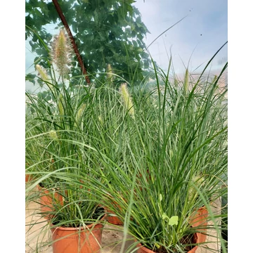 Pennisetum alopecuroides - Tollborzfű