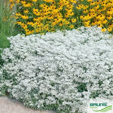 Anaphalis triplinervis 'Sommerschnee' - Ezüstös gyöngykosárka