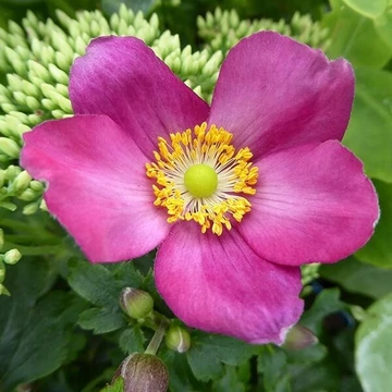 Anemone hybrida 'Fantasy Red Riding Hood' - Japán szellőrózsa
