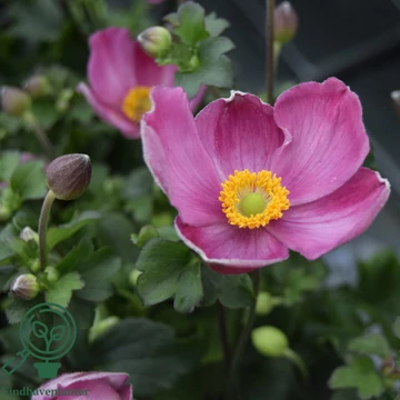 Anemone x hybrida 'Little Breeze Kiss' - Hibrid/Őszi/Japán szellőrózsa