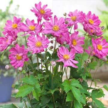 Anemone hupehensis 'Prinz Heinrich' - Japán szellőrózsa