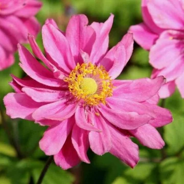 Anemone x hybrida 'Pamina' - Hibrid/Őszi/Japán szellőrózsa