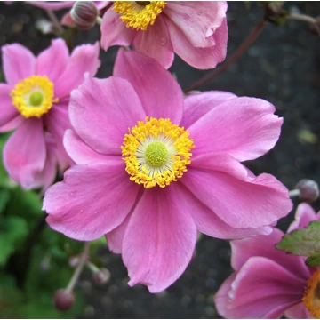 Anemone x hybrida 'Serenade' - Hibrid/Őszi/Japán szellőrózsa