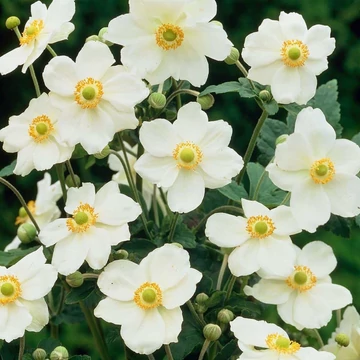 Anemone x hybrida 'Andrea Atkinson' - Hibrid/Őszi szellőrózsa