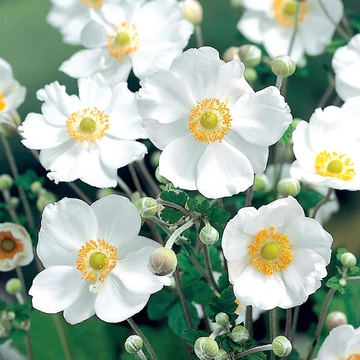 Anemone x hybrida 'Honorine Jobert' - Hibrid/Őszi/Japán szellőrózsa