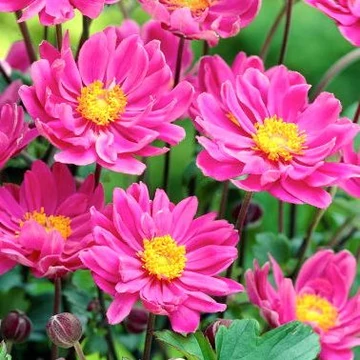 Anemone x hybrida 'Margarete' - Hibrid/Őszi/Japán szellőrózsa