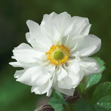 Anemone x hybrida 'Whirlwind' - Hibrid/Őszi/Japán szellőrózsa