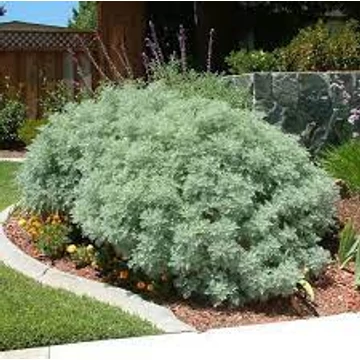 Artemisia ludoviciana 'Powis Castle' - Gyopáros üröm