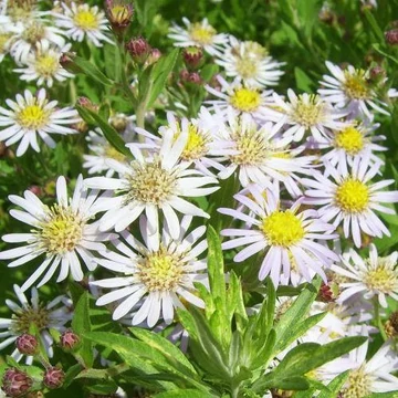 Aster ageratoides 'Asran' - Őszirózsa