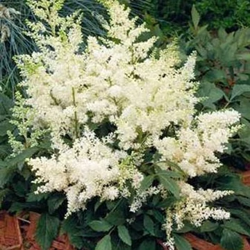 Astilbe arendsii 'Astary White' - Kerti tollbuga
