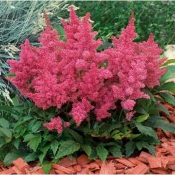 Astilbe arendsii 'Astary Rose' - Kerti tollbuga