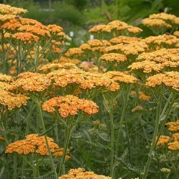 Achillea millefolium 'Desert Eve Terracotta' - Közönséges cickafark