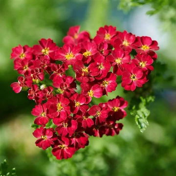 Achillea millefolium 'Desert Eve Red' - Közönséges cickafark