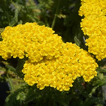 Achillea millefolium 'Desert Eve Yellow' - Közönséges cickafark