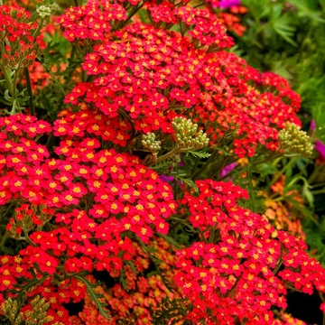 Achillea millefolium 'Paprika' - Közönséges cickafark