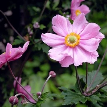 Anemone x hybrida 'Garden Breeze Whirlwind Pink' - Hibrid/Őszi szellőrózsa
