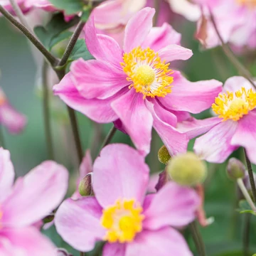 Anemone x hybrida 'Little Breeze Pink' - Hibrid/Őszi/Japán szellőrózsa