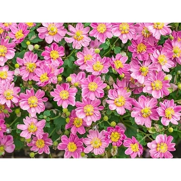 Anemone x hybrida 'Little Breeze Sweet' - Hibrid/Őszi/Japán szellőrózsa