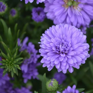Aster novi-belgii 'Henry I Purple' - Őszirózsa