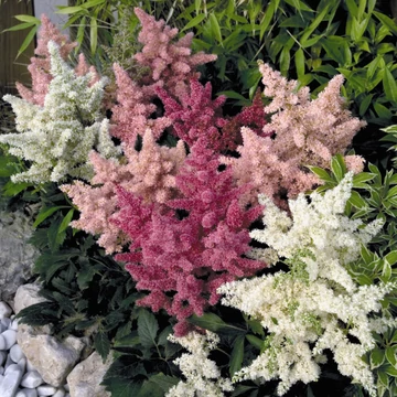 Astilbe arendsii 'Astary Mix' - Kerti tollbuga