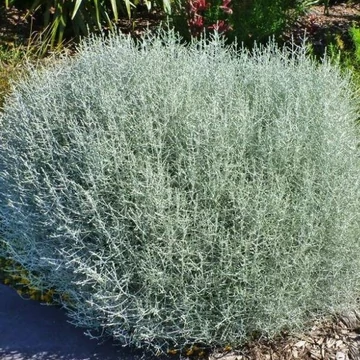 Calocephalus brownii 'Whimsy Silver' - Párnacserje