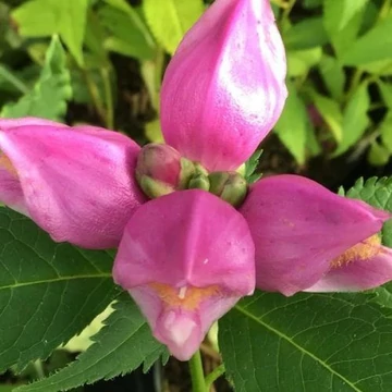 Chelone obliqua - Csinos gerlefej