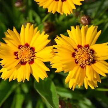 Coreopsis grandiflora 'Andiamo Yellow Red' - Menyecskeszem