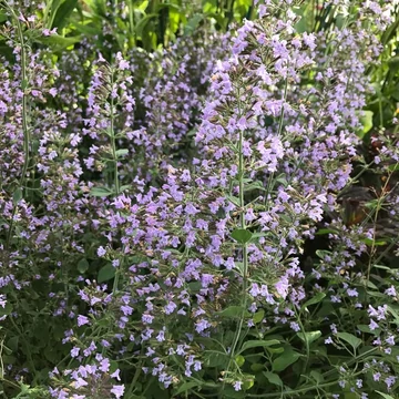 Calamintha nepeta 'Blue Cloud' - Mirigyes pereszlény