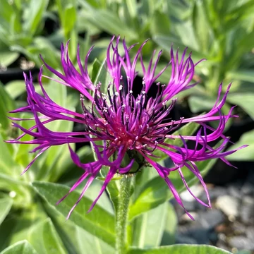 Centaurea montana 'Amethyst Dream' - Hegyi imola