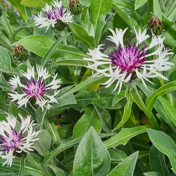 Centaurea montana 'Amethyst in Snow' - Hegyi imola