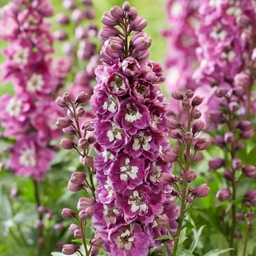 Delphinium elatum 'Delphina Pink White Bee'  - Szarkaláb