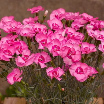 Dianthus plumarius 'Angel of Hope' - Tollas szegfű