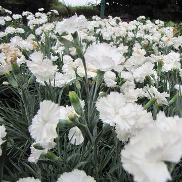 Dianthus plumarius 'Angel of Purity' - Tollas szegfű