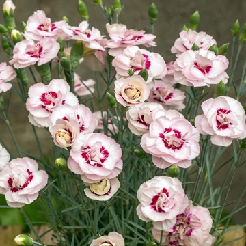 Dianthus plumarius 'Angel of Virtue' - Tollas szegfű