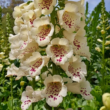 Digitalis purpurea 'Virtuoso Cream' - Gyűszűvirág