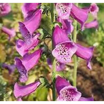 Digitalis purpurea 'Virtuoso Lavender' - Gyűszűvirág