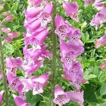 Digitalis purpurea 'Virtuoso Rose Compact' - Gyűszűvirág
