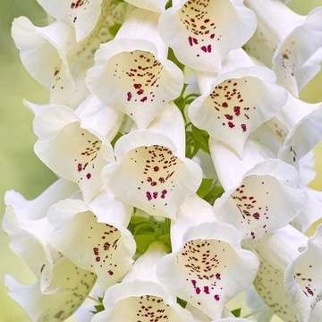 Digitalis purpurea 'Virtuoso White' - Gyűszűvirág