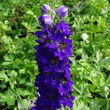 Delphinium elatum 'Delphina Dark Blue Black Bee'  - Szarkaláb
