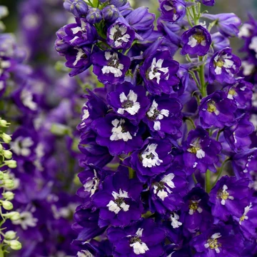 Delphinium elatum 'Delphina Dark Blue White Bee'  - Szarkaláb