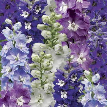 Delphinium elatum 'Excalibur Mix'  - Szarkaláb