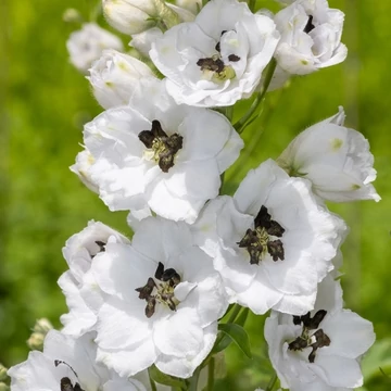 Delphinium elatum 'Delphina White Black Bee'  - Szarkaláb