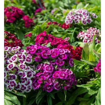 Dianthus barbatus 'Barbarini Formula Mix' - Törökszegfű színkeverék