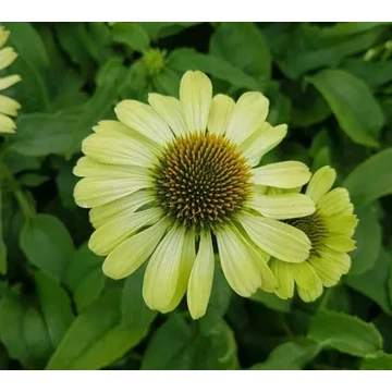 Echinacea purpurea 'Prairie Blaze Green' - Kasvirág