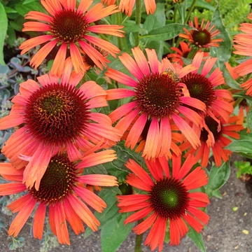 Echinacea purpurea 'Prairie Blaze Orange Sunset' - Kasvirág